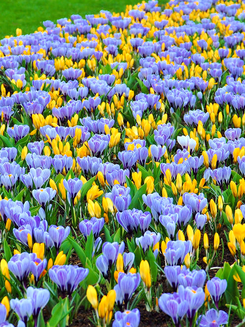 Gelbe und blaue Krokuszwiebeln