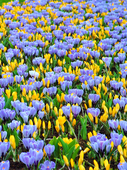 Gelbe und blaue Krokuszwiebeln