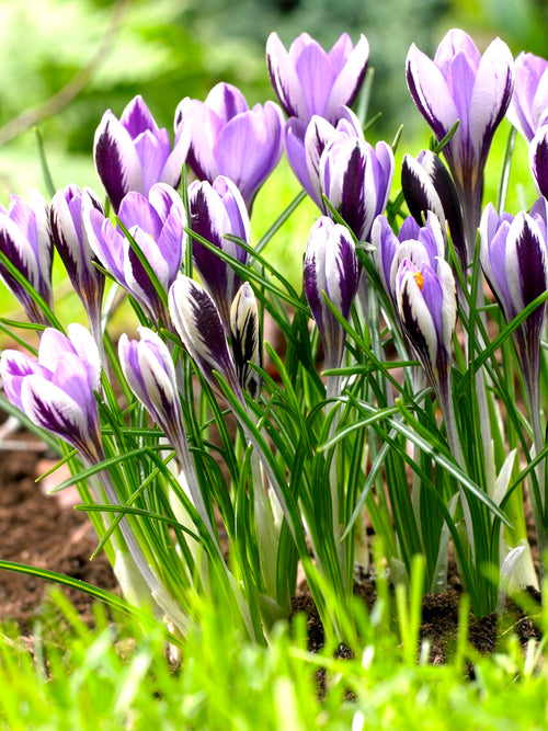 Krokus Frühlingsschönheit - Lila Weiß Blau Crocus Zwiebeln