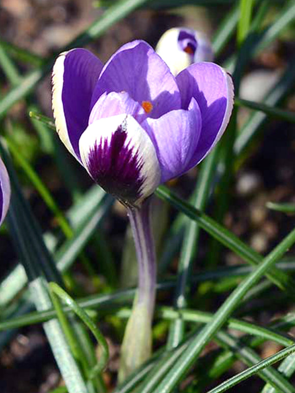 Krokusblumenzwiebeln Lila weiße Frühlingsschönheit