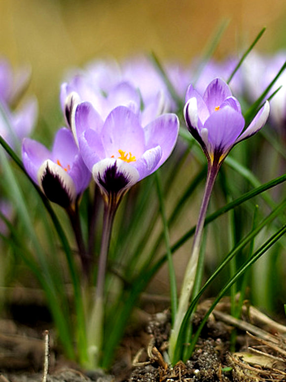 Krokus 'Spring Beauty' Herbst pflanzt Blumenzwiebeln