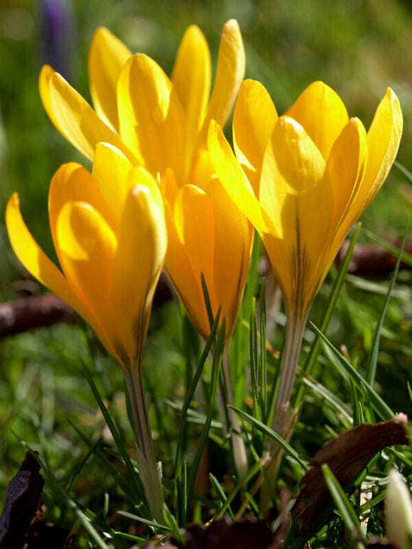 Großer Gelber Frühlingskrokus