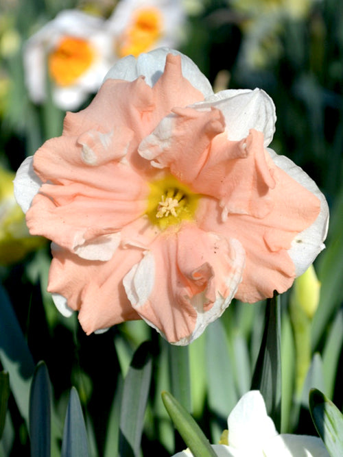 Schmetterlings-Narzisse, Edelnarzisse, Narcissus 'Apricot Whirl'