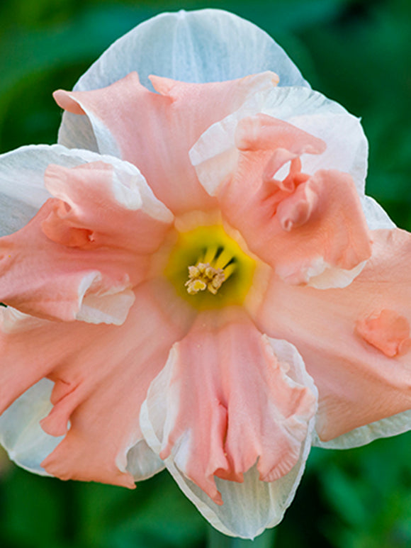 Schmetterlings-Narzisse, Edelnarzisse, Narcissus 'Apricot Whirl' Blumenzwiebeln