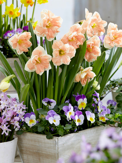 Schmetterlings-Narzisse, Edelnarzisse, Narcissus 'Apricot Whirl' Blumenzwiebeln