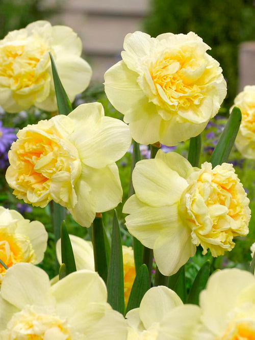 Gefüllte Narzisse Art Design Blumenzwiebeln