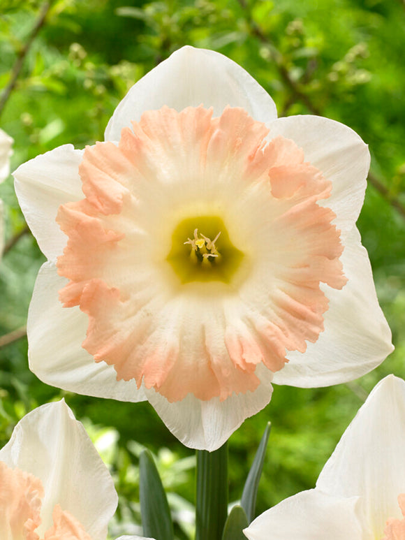 Narzisse 'British Gamble'. Die Blütenkrone ist zart weiß und umrahmt eine apricotfarbene Nebenkrone.