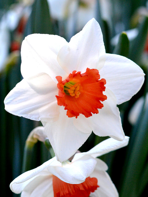 Narzisse Decoy Blumenzwiebeln