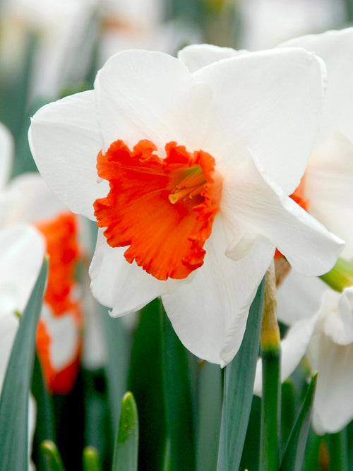 Blumenzwiebeln Kaufen Narzisse - Narcissus Decoy