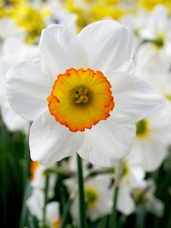 Narzisse Flower Record online kaufen