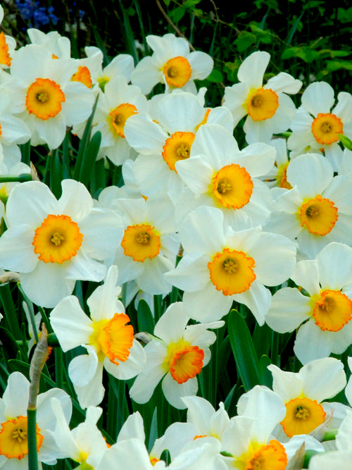 Narcissus 'Flower Record' - Großkronige Narzisse