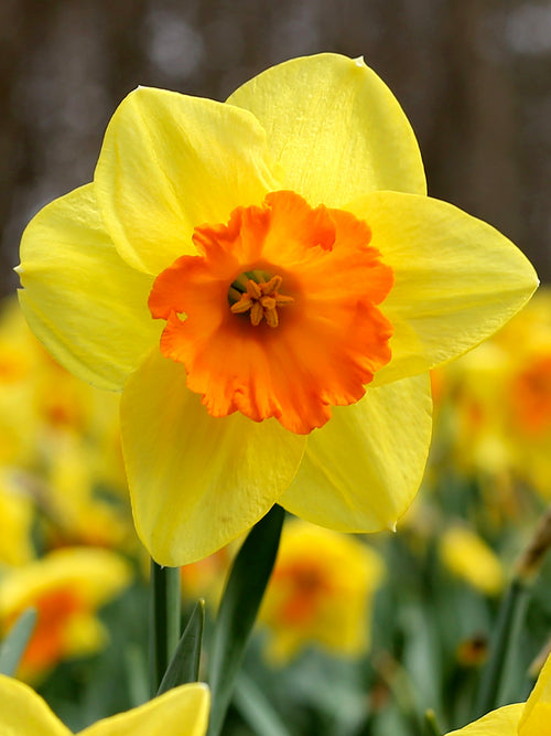 Narcissus Fortissimo - Narzisse