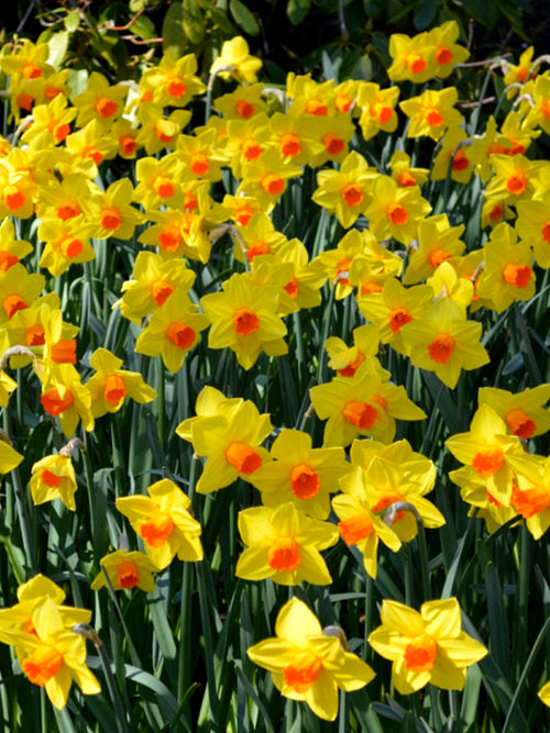 Narcissus Fortissimo - Narzisse