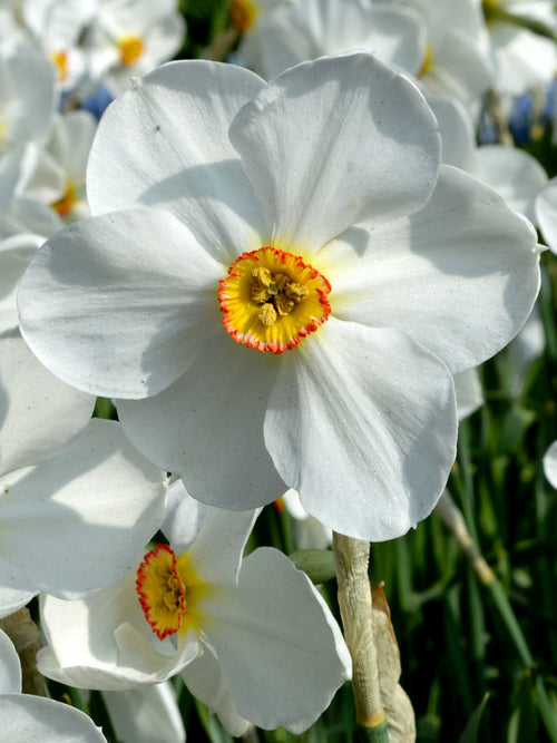 Narcissus poeticus var. recurvus – Pfauenaugen-Narzisse
