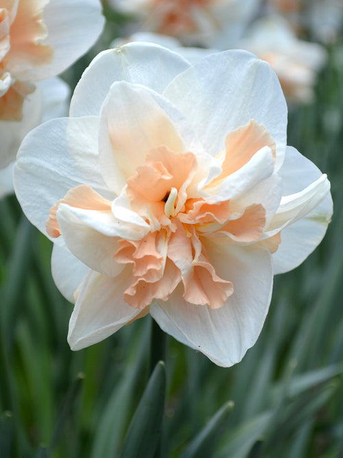 Narcissus Pink Champagne for fall planting