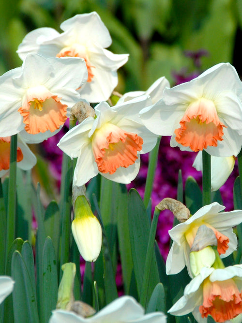 Narzissen Pink Charm - Narcissus kaufen