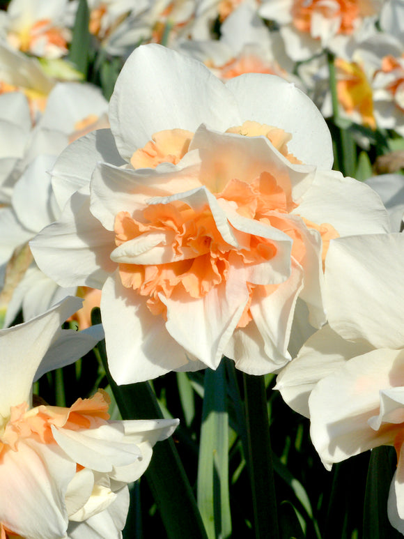 Narzisse Replete kaufen blumenzwiebeln