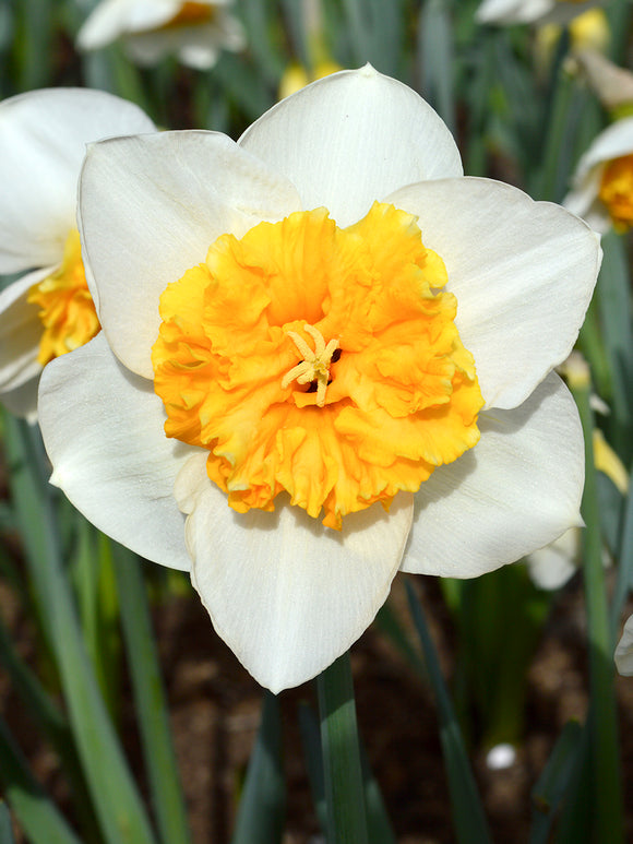 Narcissus Virginia Sunrise Blumenzwiebeln