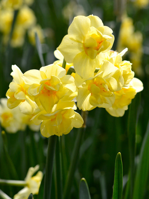Gefüllte-Narzisse 'Yellow Cheerfulness'