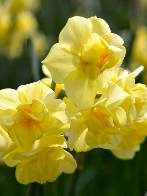 Narzisse Yellow Cheerfulness