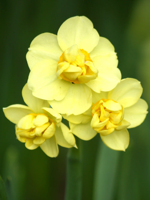 Gefüllte-Narzisse 'Yellow Cheerfulness' kaufen