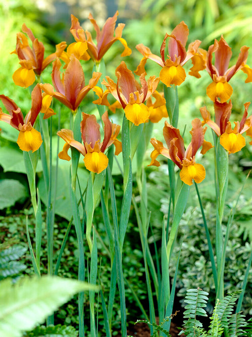 Holländische Iris Autumn Princess