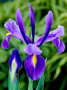 Holländische Schwertlilie Blue Star