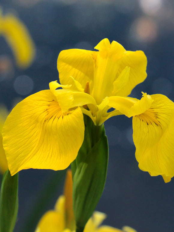 Iris Golden Harvest Schwertlilien