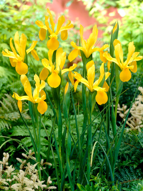 Iris Golden Harvest Schwertlilien