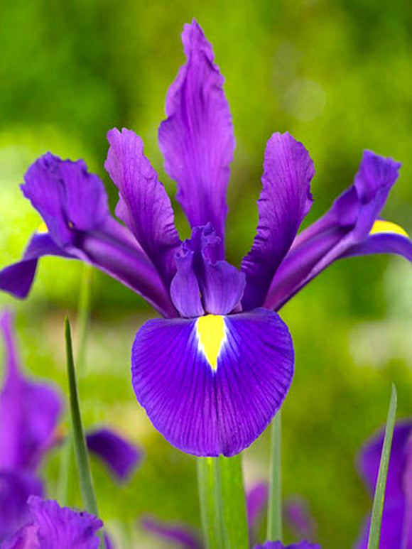 Holländische Schwertlilie ‚Purple Sensation‘