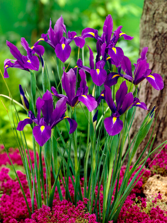Holländische Schwertlilie ‚Purple Sensation‘