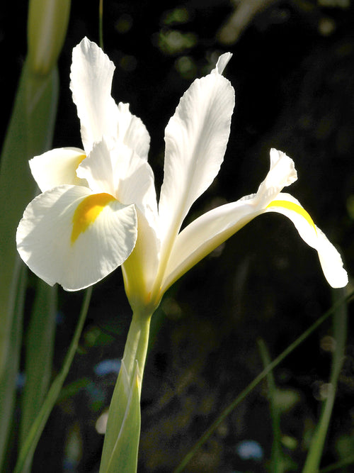 Holländische Schwertlilie White Excelsior