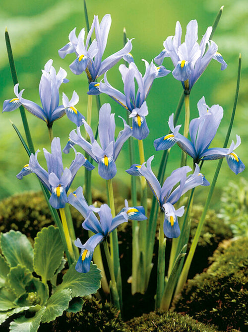 Iris reticulata Cantab - Netzblatt-Schwertlilie