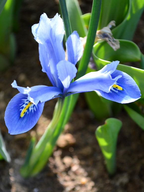 Iris reticulata Cantab - Netzblatt-Schwertlilie Blumenzwiebeln