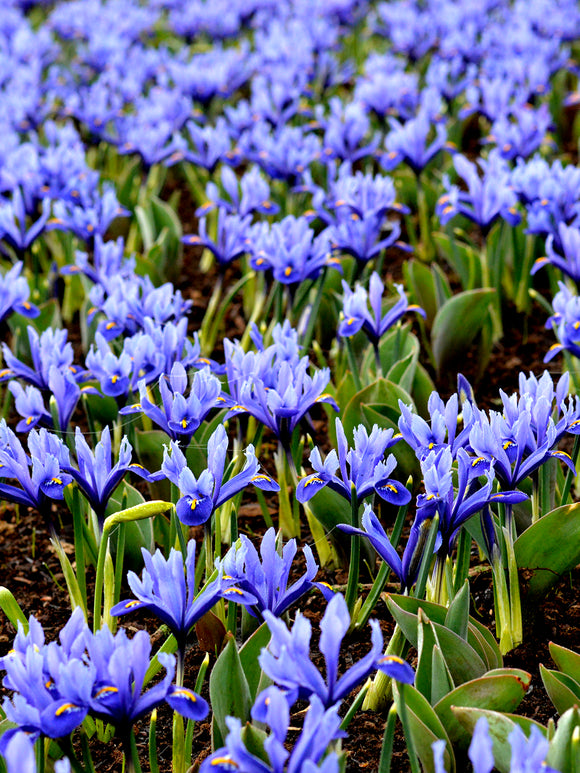 Iris reticulata Harmony - Netzblatt-Iris - Blumenzwiebeln kaufen