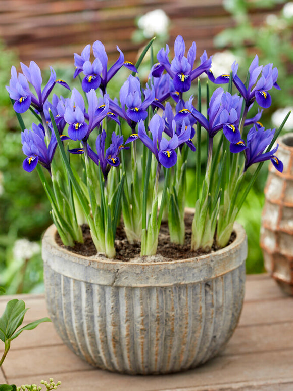 Iris reticulata Harmony - Blaue Netzblatt-Iris - Blumenzwiebeln