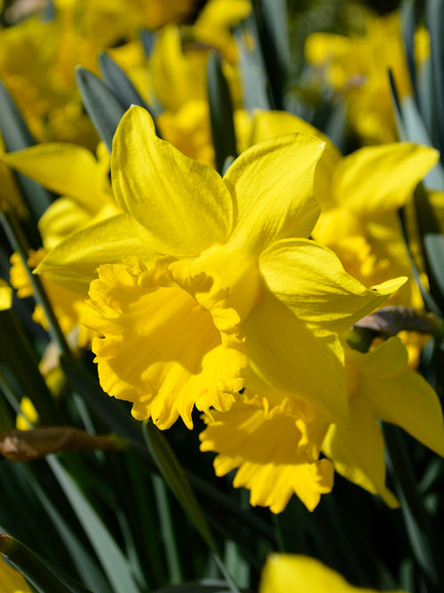 Narzissenblumenzwiebeln - Gelbe Frühlingsblüher