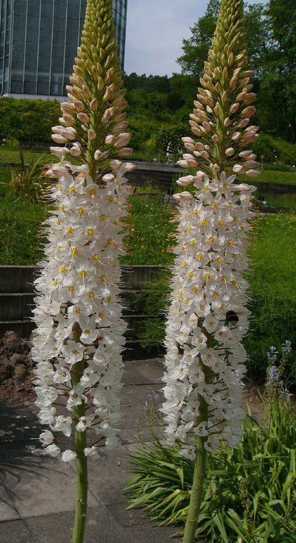 Riesen Steppenkerze - Eremurus robustus bestellen