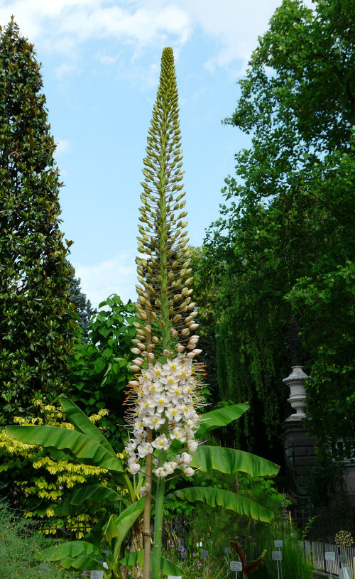 Riesen Steppenkerze - Eremurus robustus kaufen