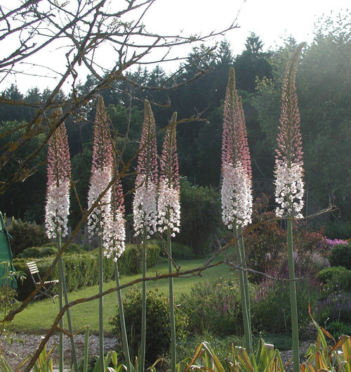 Riesen Steppenkerze - Eremurus robustus