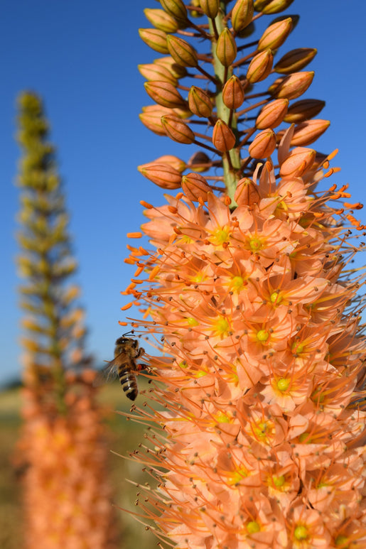 Eremurus Steppenkerze Romance kaufen