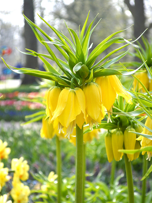 Kaiserkrone, Fritillaria imperialis 'Lutea'