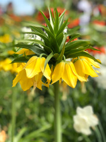 Fritillaria imperialis Lutea Maxima - Gelbe Kaiserkrone