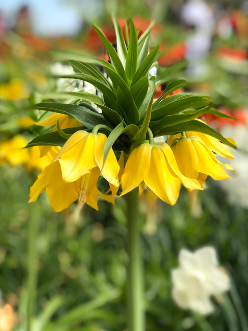 Fritillaria imperialis 'Maxima Lutea' - Die gelbe Kaiserkrone