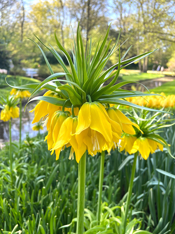 Gelbe Kaiserkrone - Fritillaria imperialis