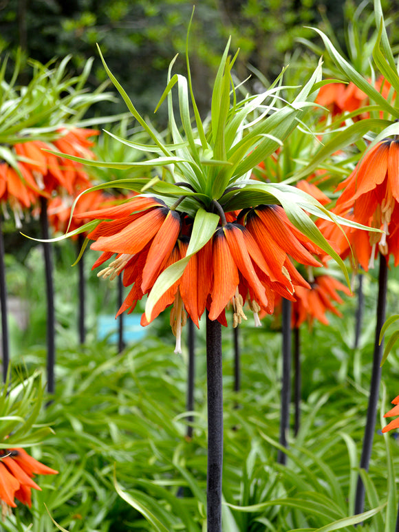 Fritillaria imperialis Rubra Maxima - Rote Kaiserkrone