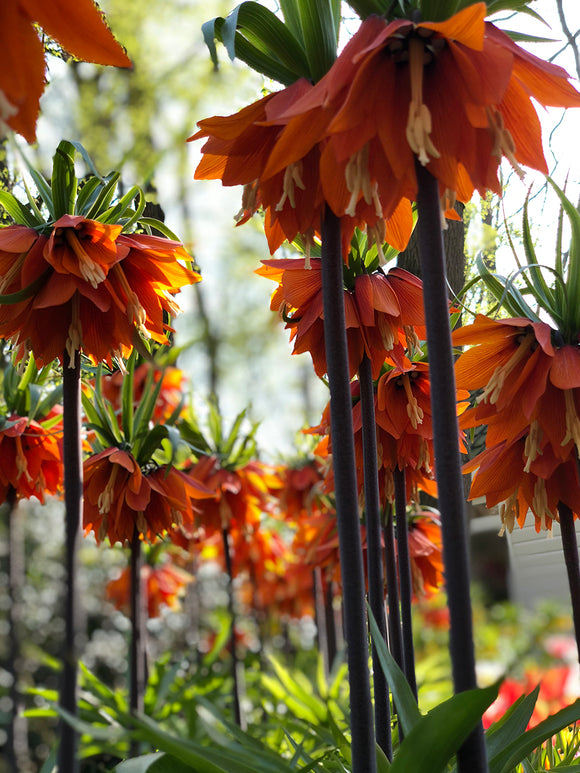 Fritillaria Imperialis Rubra Maxima kaufen