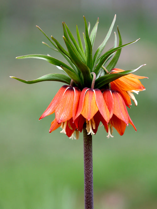 Fritillaria imperialis Rubra Maxima günstig online kaufen