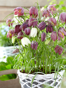 Schachbrettblume Fritillaria Meleagris