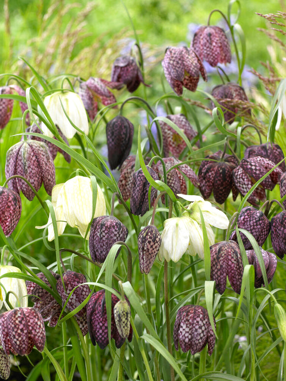 Blumenzwiebeln aus Holland Schachbrettblume Fritillaria Meleagris